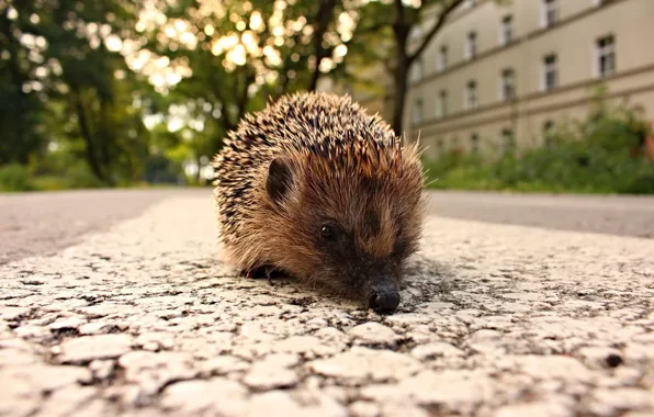 Road, the city, street, home, muzzle, walk, hedgehog, bokeh