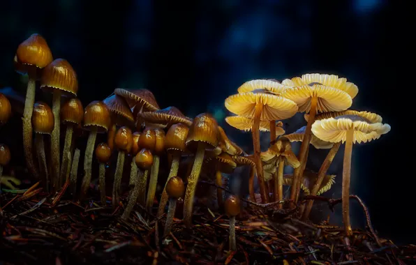 Light, nature, the dark background, mushrooms, a lot, families