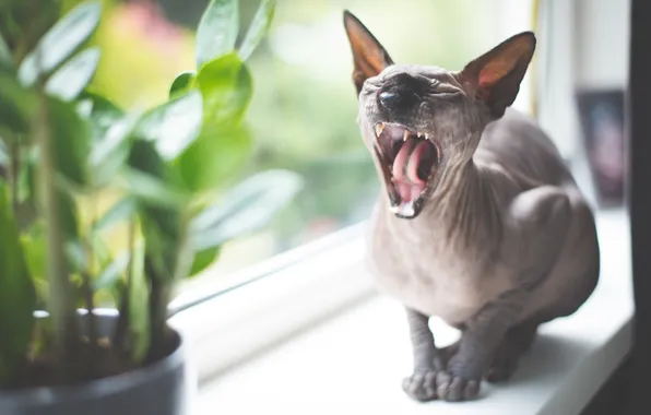 Language, cat, cat, leaves, light, pose, grey, plant