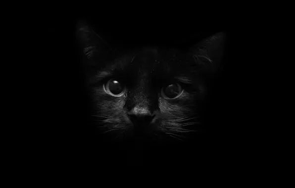 Eyes, cat, look, darkness, style