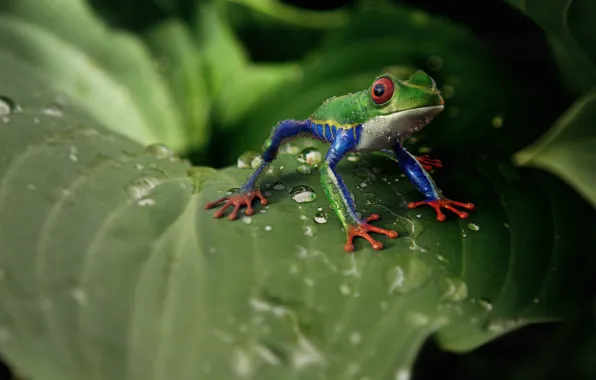 Drops, sheet, Frog