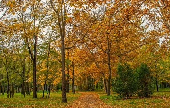 Picture Autumn, Trees, Park, Fall, Foliage, Park, Autumn, Trees