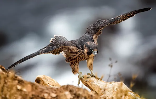 Nature, bird, eagle