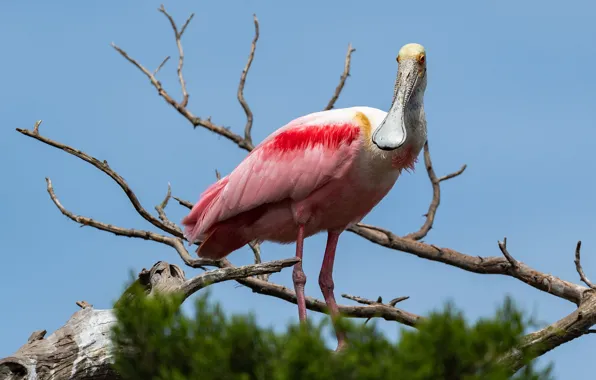 The sky, leaves, branches, background, blue, bird, snag, roseate spoonbill