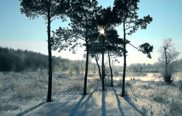 Winter, frost, sunset, Pine, dawn, Siberia