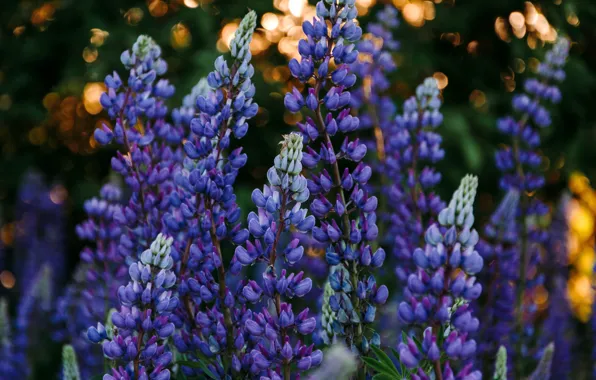 Flowers, lilac, bokeh, lupins