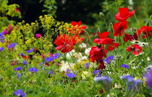 Picture summer, flowers, red, glade, Maki, meadow, field, different