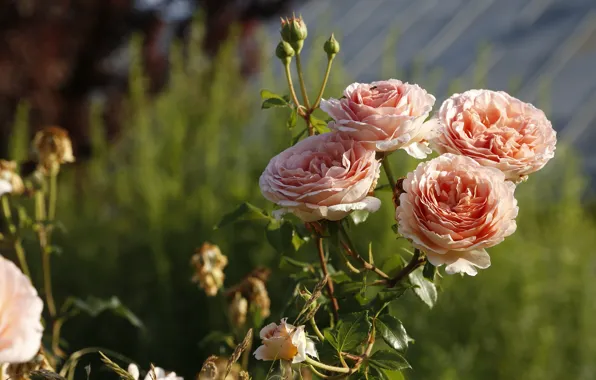 Picture light, flowers, orange, roses, bokeh, four, rose Bush