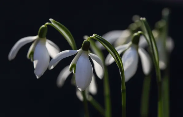 Picture macro, flowers, the dark background, spring, snowdrops, white, buds