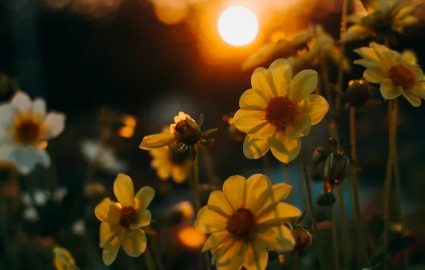 Light, flowers, yellow, dahlias