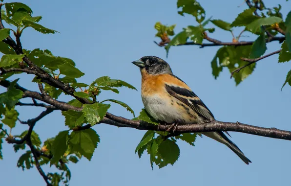 Picture leaves, bird, branch