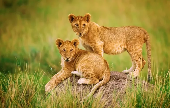 Picture Africa, lions, the cubs