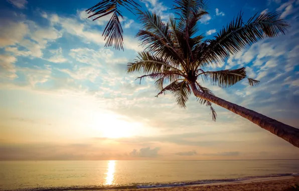 Sand, sea, wave, beach, summer, the sky, sunset, palm trees