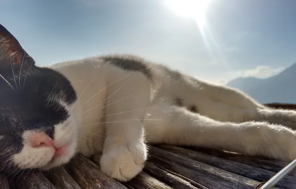 Cat, animal, sunlight, paws, fur, sly, muzzle, whiskers