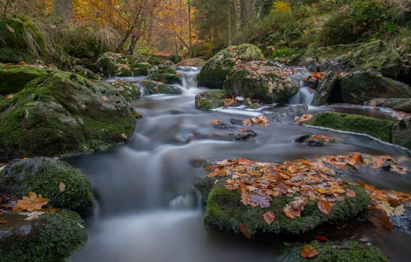 Autumn, forest, leaves, river, stones, moss, Belgium, Belgium