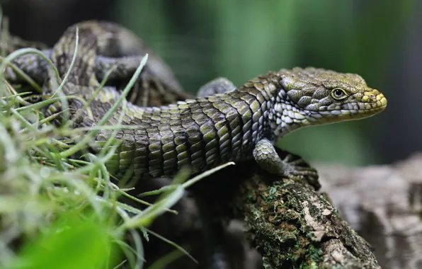 Grass, look, pose, background, branch, scales, lizard, bark