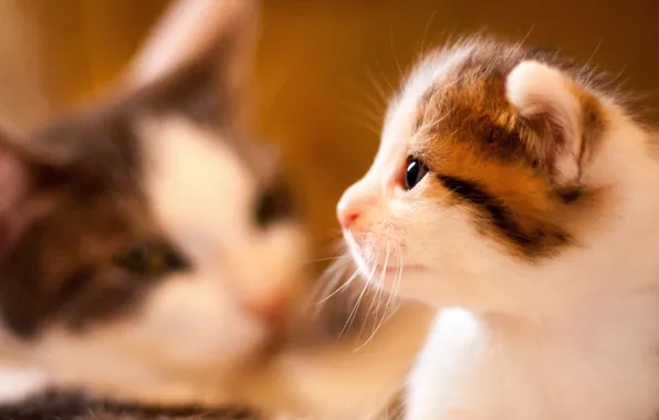 Picture portrait, baby, muzzle, profile, kitty, bokeh