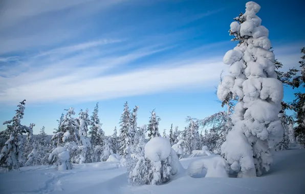 Picture winter, forest, snow, trees, Finland, Finland, Lapland, Lapland