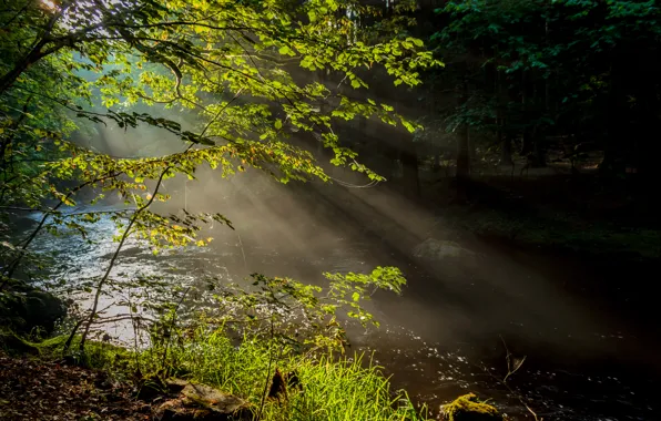 Picture forest, rays, trees, nature, fog, river