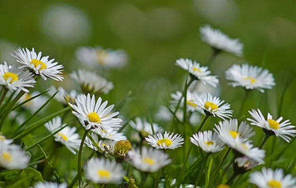 Summer, flowers, meadow, Daisy