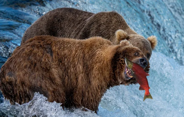 River, jump, fishing, stream, fish, bear, bears, mouth