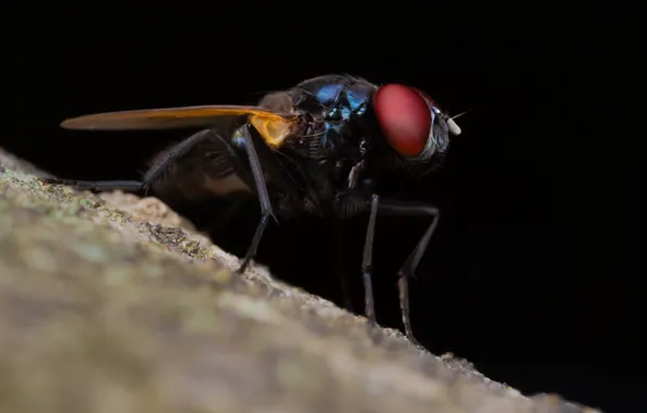 Nature, fly, insect