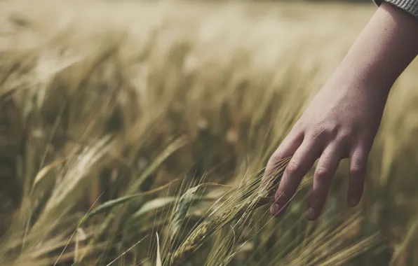 Wheat, field, grass, girl, mood, hand, hands, spikelets