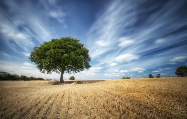 Field, clouds, tree, space, ears, stubble