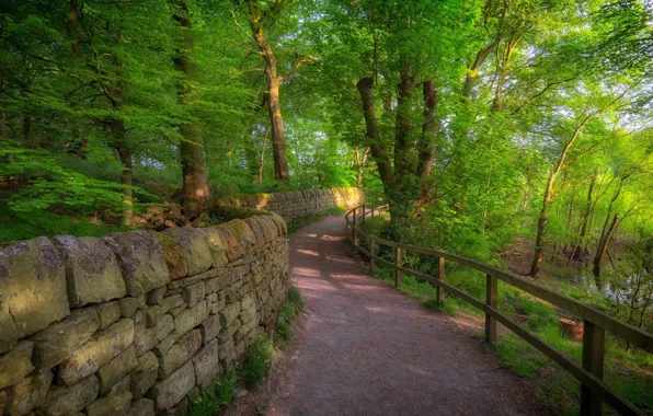 Road, forest, landscape, nature, beauty, Perilla