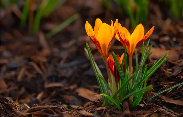 Flowers, spring, yellow, crocuses, clearing, primroses, Krokus, spring flowers