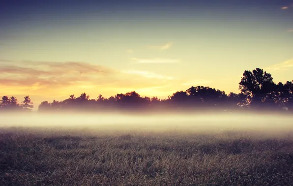 Picture field, trees, morning