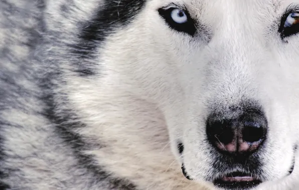 White, wolf, dog