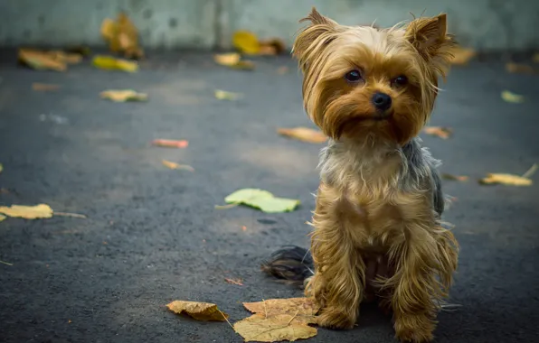 Picture asphalt, leaves, dog, doggie, Terrier, Yorkshire