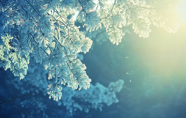 Winter, frost, frost