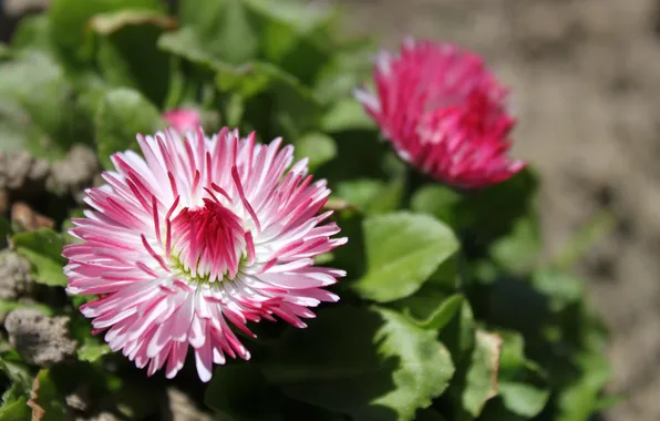Macro, flowers, spring