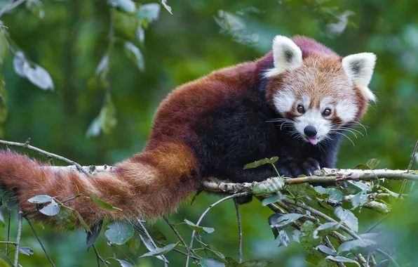 Picture leaves, branch, Panda, tail