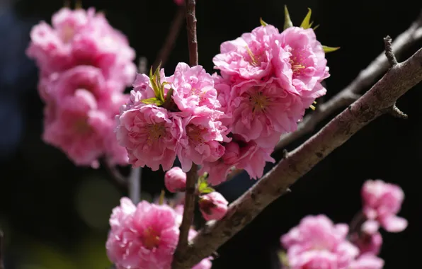 Macro, flowers, the dark background, flowering, peach