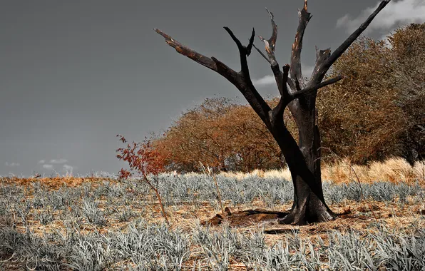Field, trees, landscape, nature
