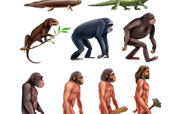Monkey, People, Fish, White background, Dinosaur, Art, Darwin, Evolution