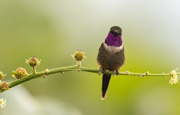 Picture branches, bird, Hummingbird, buds, wildlife