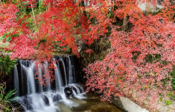 Grass, leaves, trees, branches, Park, stream, stones, waterfall