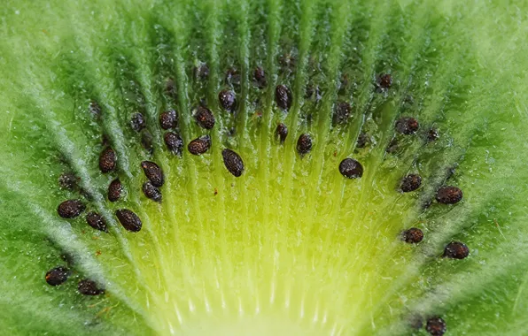 Food, kiwi, the flesh, senski, fruit