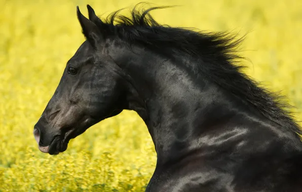 Black, stallion, horses