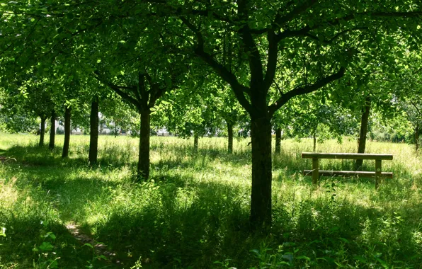 Picture Grass, Path, Trees, Nature, Grass, Trees