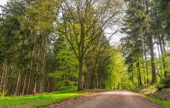 Picture road, forest, photo, trunks