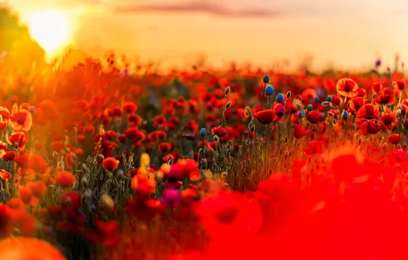 Picture field, Maki, meadow
