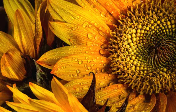 Drops, macro, yellow, sunflower, petals