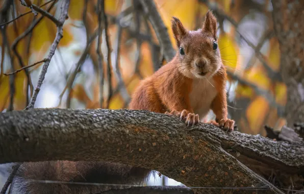 Picture autumn, branches, nature, tree, animal, protein, animal, rodent