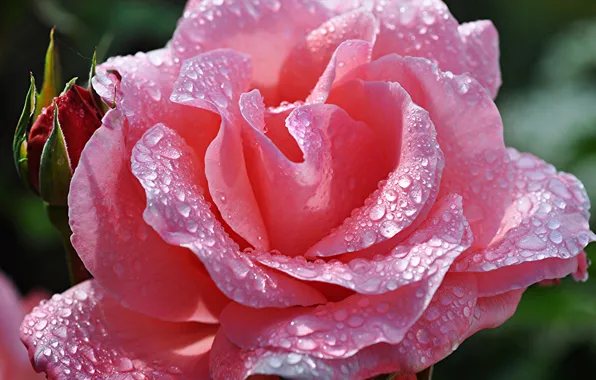 Flower, drops, Rosa, rose, petals