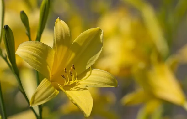 Flower, background, daylilies, yellow daylilies